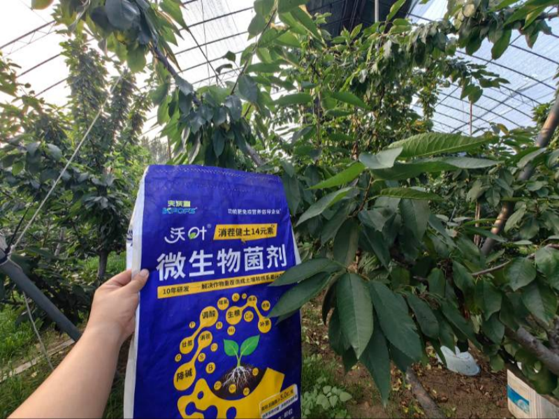 櫻桃樹施肥用什么肥料&mdash;櫻桃用沃葉消茬健土14元素效果.png