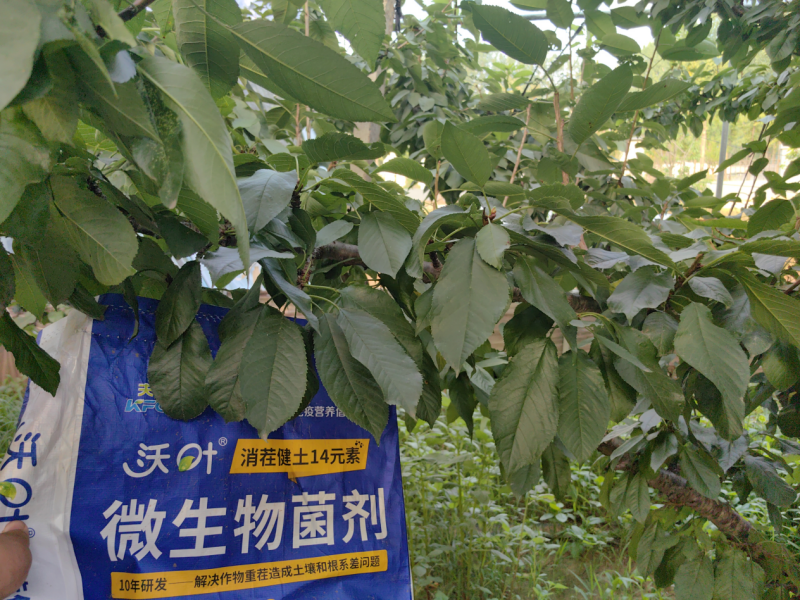 櫻桃樹施肥用什么肥料&mdash;櫻桃用沃葉消茬健土14元素效果.png
