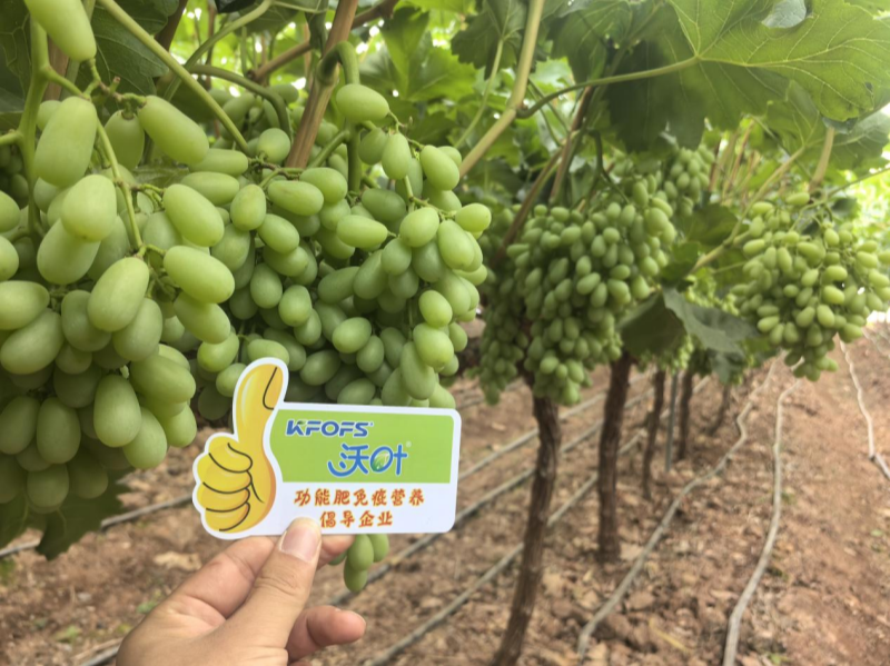 葡萄樹施什么肥？