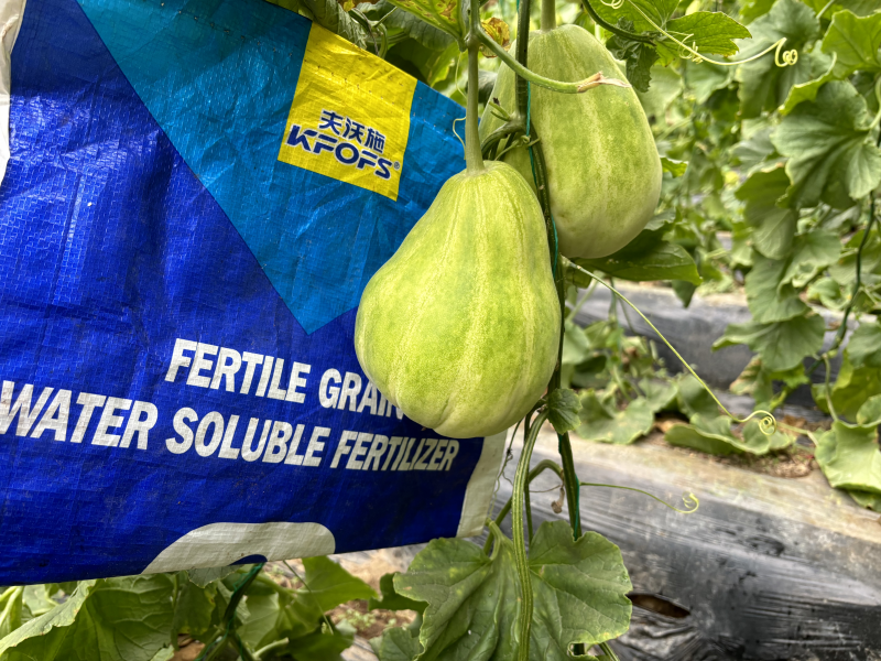 甜瓜施什么肥料最好？