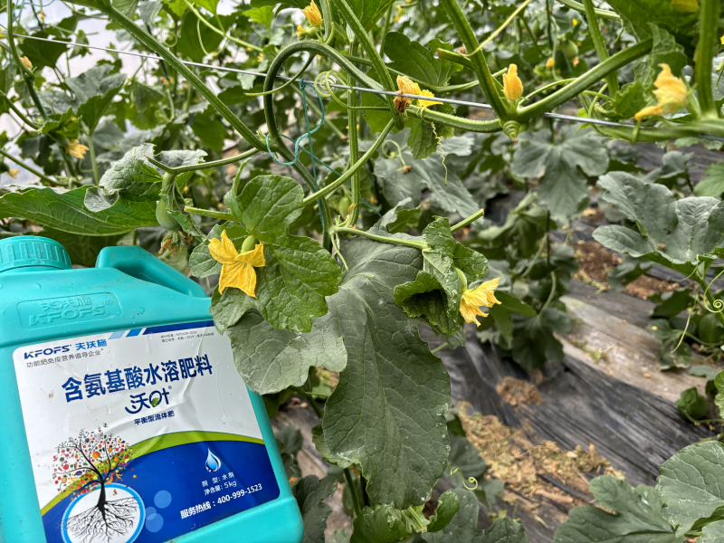 甜瓜施什么肥料最好-甜瓜用沃葉水溶肥效果、.png