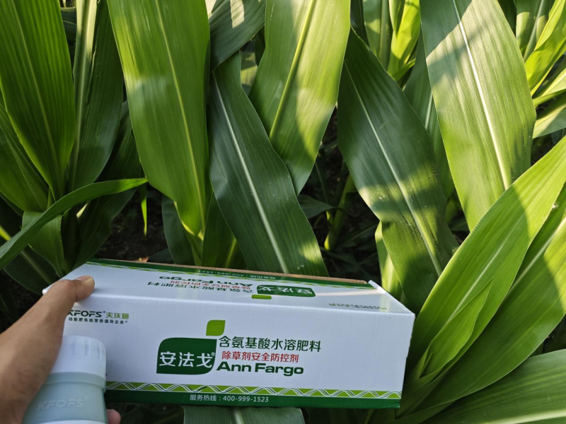 除草劑藥害如何解決和預防-玉米用安法戈效果.png