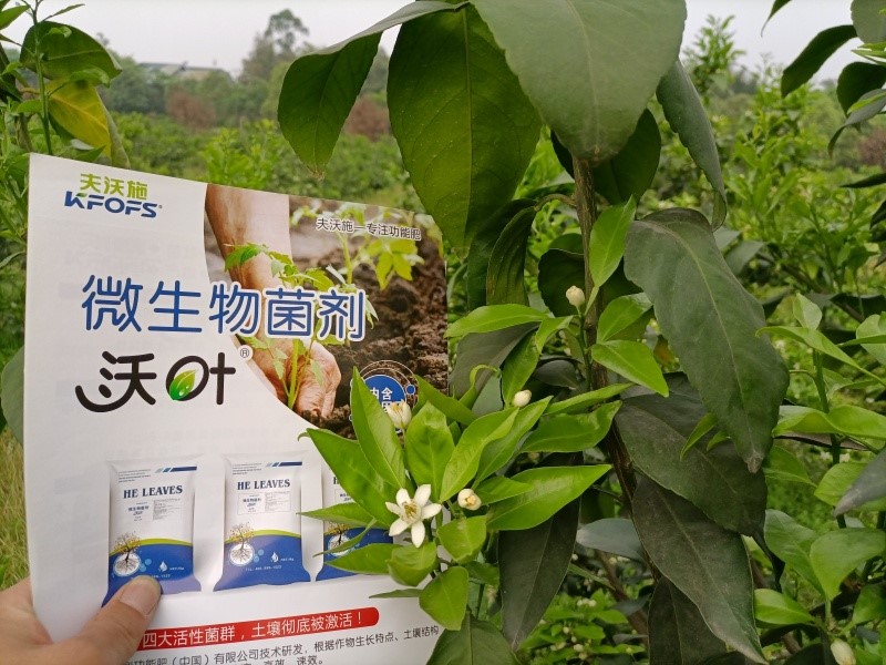 柑橘施肥用什么？60秒全掌握