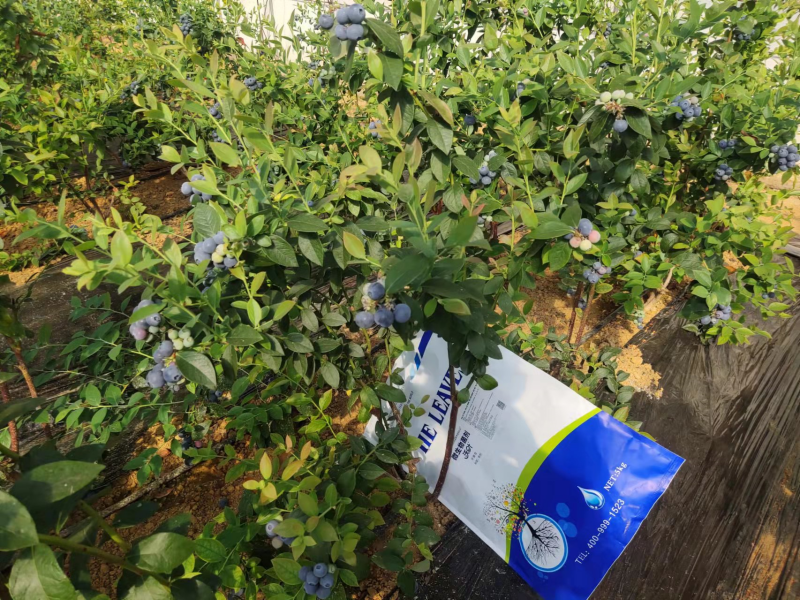 微生物菌劑：如何調(diào)理鹽堿地，保住苗