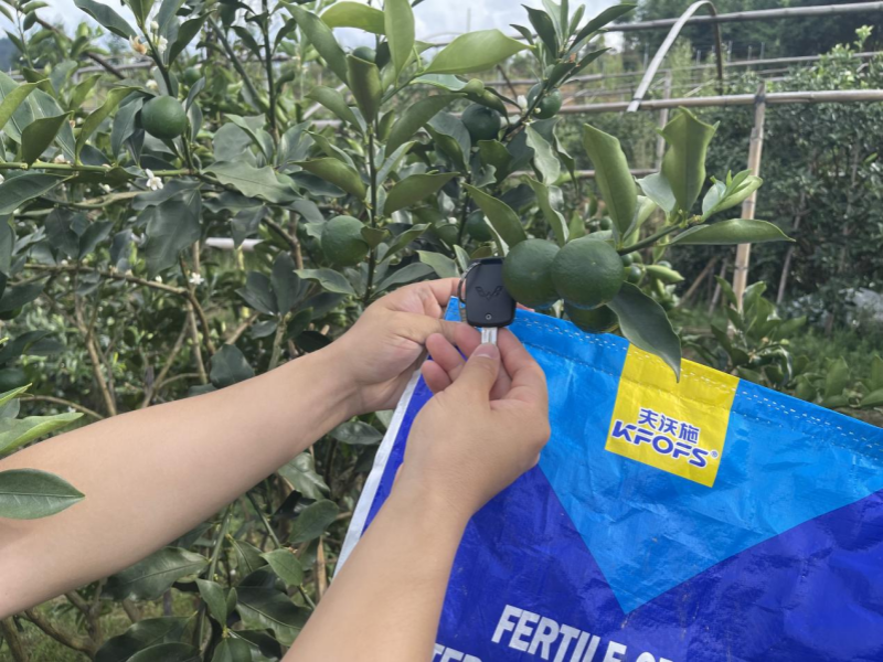 水溶肥&mdash;金桔用沃葉水溶肥效果.png