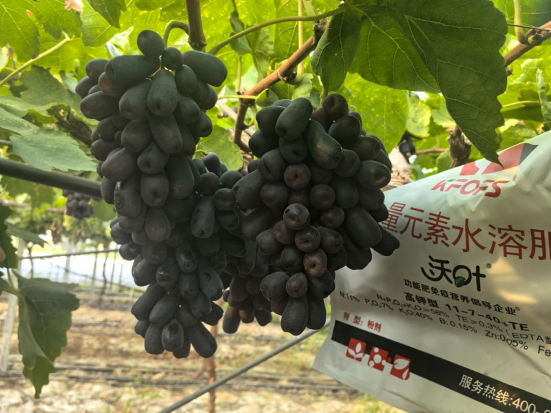 葡萄采收后施什么肥好 &mdash;紅提用沃葉水溶肥效果.png