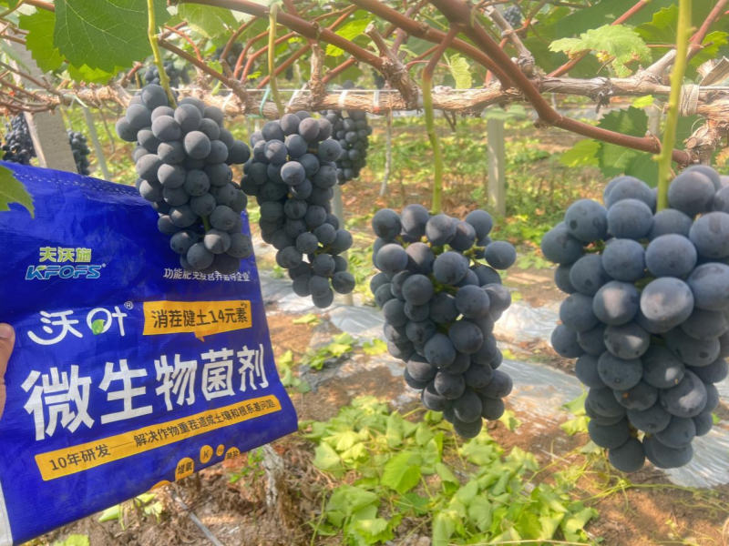 果樹秋施肥是金，科學(xué)施用底肥，解決土壤根系頑疾